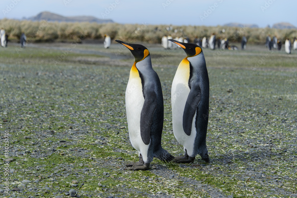 Fototapeta premium King penguins