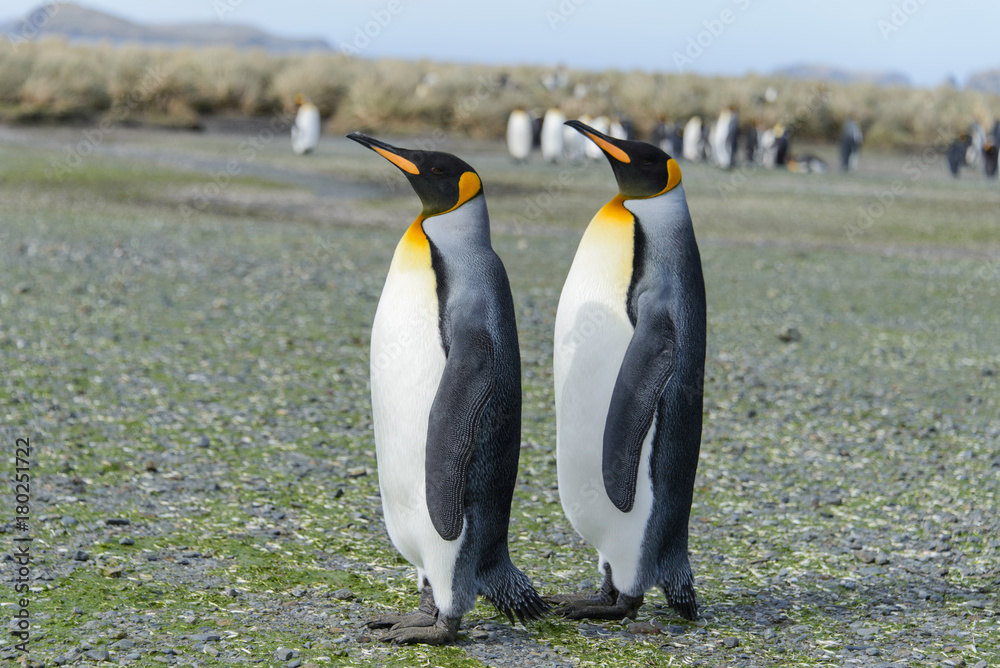 Fototapeta premium King penguins