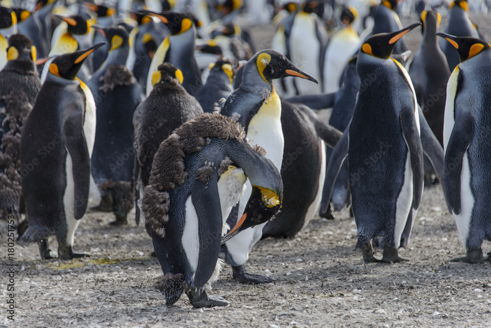 Fototapeta premium King penguin moulting