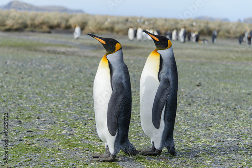 King penguins