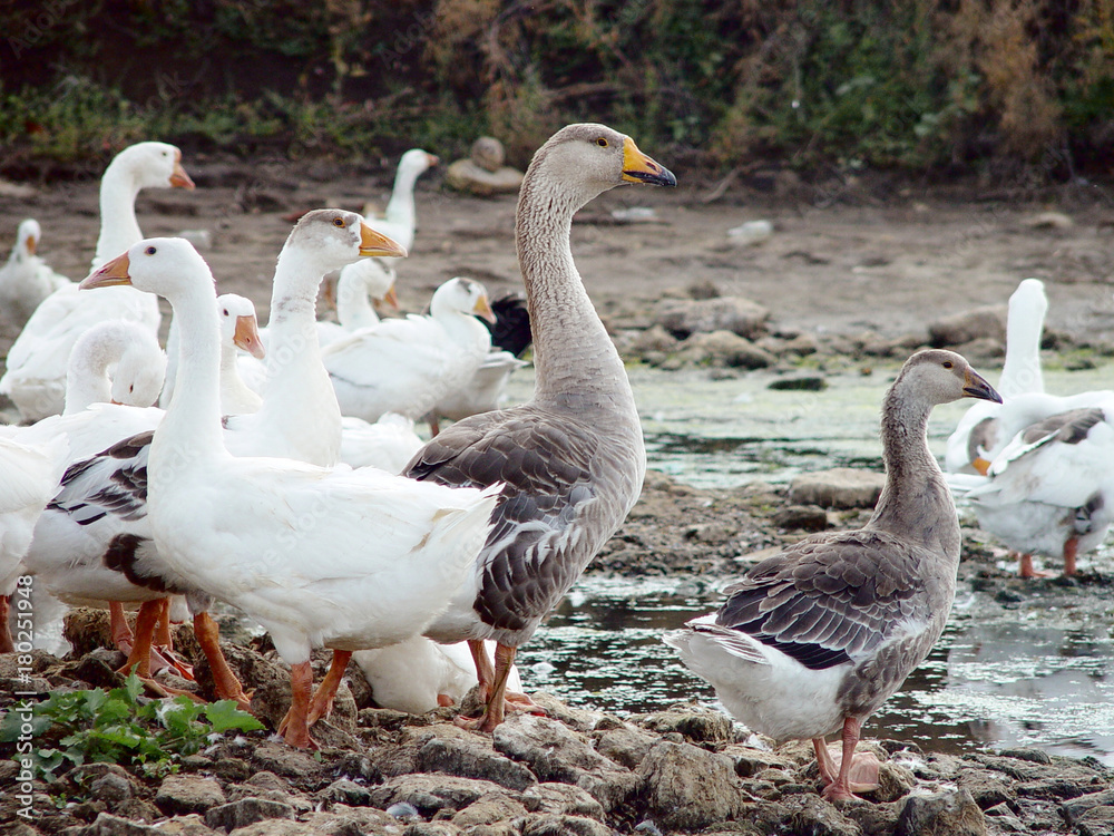 Geese on the river bank. Geese on the river bank.