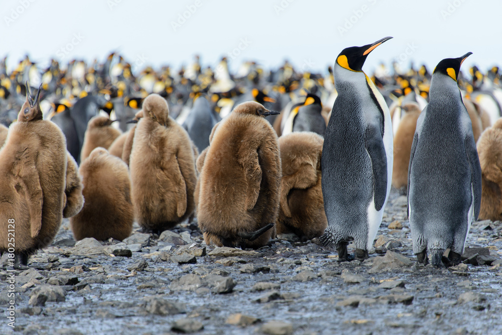 Fototapeta premium King penguin chicks