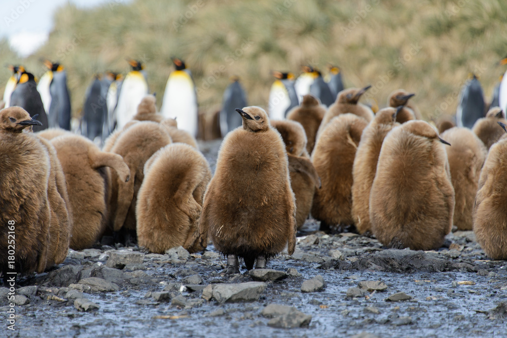 Obraz premium King penguin chicks