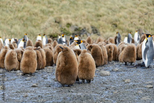 King penguin chicks