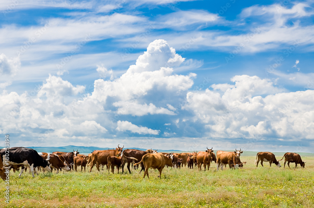 grazing cows grazing cows