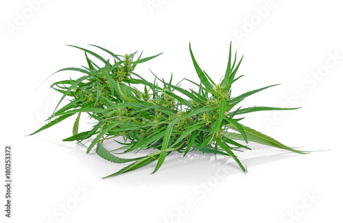 Big Leafy Cannabis Plant with Marijuana Buds © arunsri