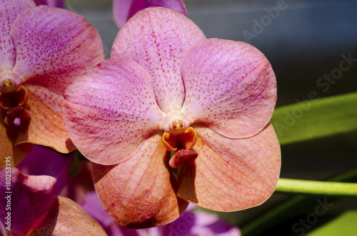 Purple Orchids in the orchids Farm on green background.