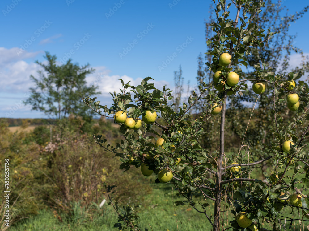 apples in tree