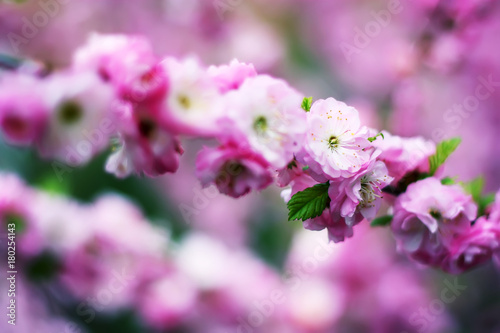 The oriental cherry blossoms © Ирина Каплун