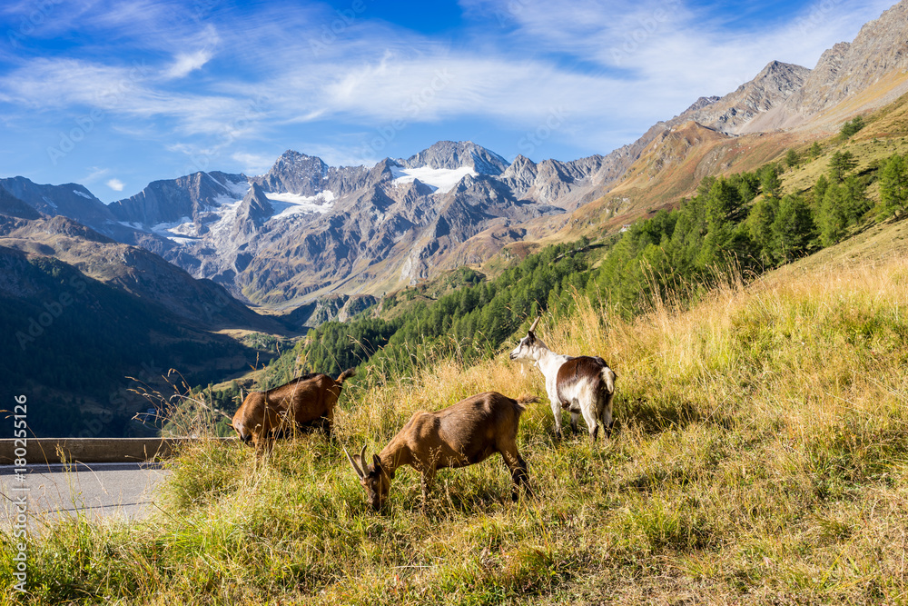 Timmelsjoch High Alpine Road landscape and goats. Mountains and peaks covered with glaciers and snow, natural environment. Hiking in the Passo del Rombo. Ötztal alps, Austria and Italy border, Europe