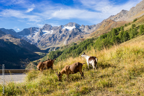Timmelsjoch High Alpine Road landscape and goats. Mountains and peaks covered with glaciers and snow, natural environment. Hiking in the Passo del Rombo. Ötztal alps, Austria and Italy border, Europe © Artenex