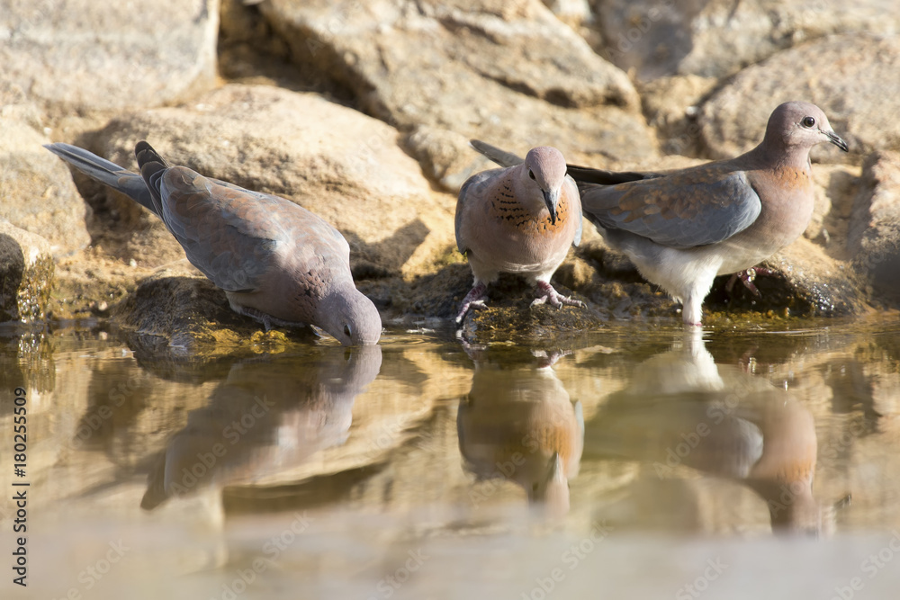 Fototapeta premium Mourning Dove sitting on a rock at a waterhole in the Kalahari