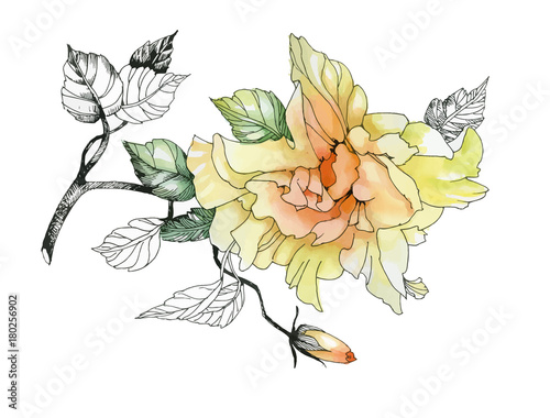 Watercolor hand drawn flower on branch on white background.