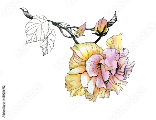 Watercolor hand drawn flower on branch on white background.