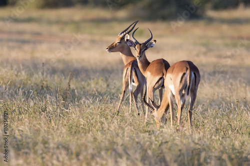 Three impala rams feed on a grassy savannah photo