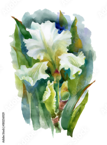 Summer white watercolor flower on white background