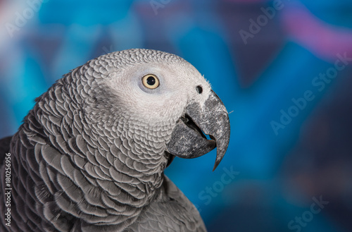 African Grey Parrot against wall with graffitti
