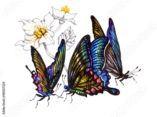 Watercolor butterflies set isolated on white background.