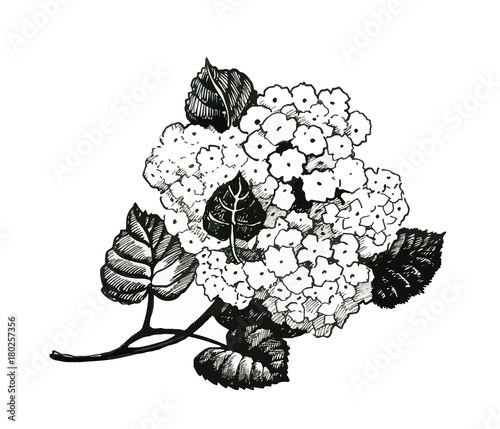 Hand drawn painting with black and white flowers on white background.