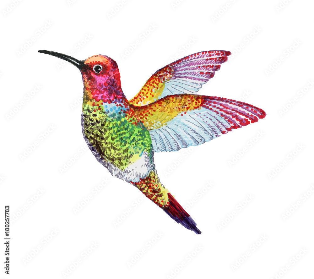 Obraz premium watercolor Illustration of colorful bird