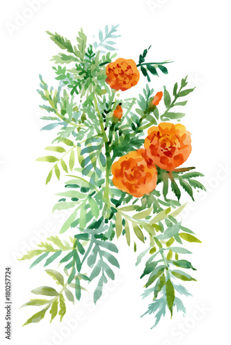 Wallpaper Mural Watercolor hand drawn painting with orange marigolds on white background. Torontodigital.ca