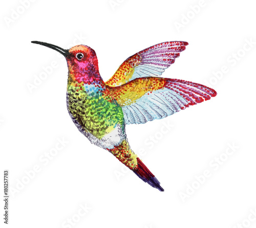 Wallpaper Mural watercolor Illustration of colorful bird Torontodigital.ca