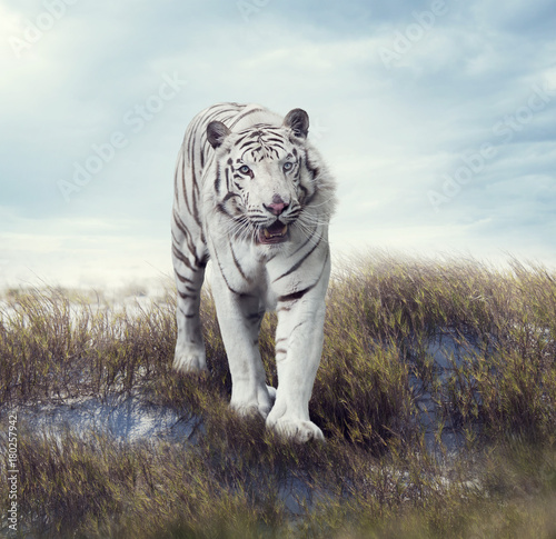 White Tiger in the Grassland