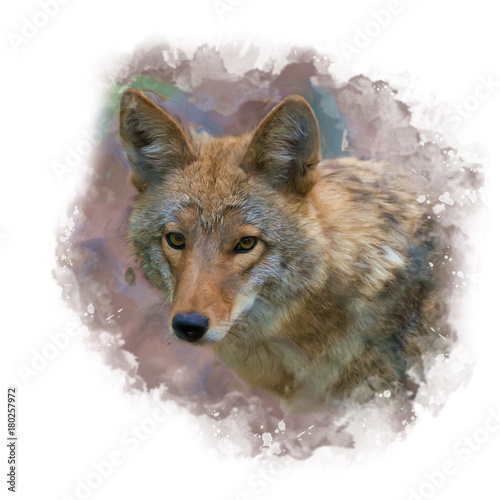 Coyote Portrait ,digital painting