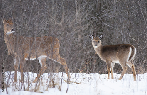 White-tailed deer and fawn in the winter snow in Canada