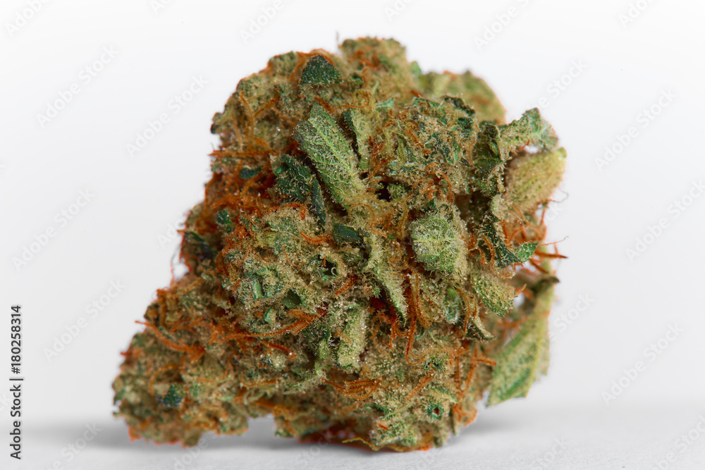 Close up of prescription medical marijuana Strawberry Cough flower sativa strain on white background Close up of prescription medical marijuana Strawberry Cough flower sativa strain on white background