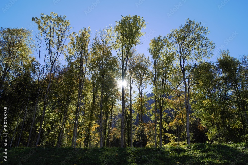 Obraz premium shine through the forest