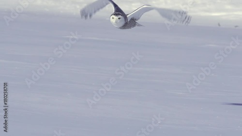 Snowy owl flying over snow-slow motion