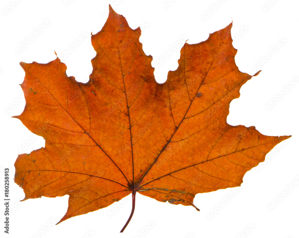 yellow maple leaf on a white background is the most commonly used sun symbol yellow maple leaf on a white background is the most commonly used sun symbol