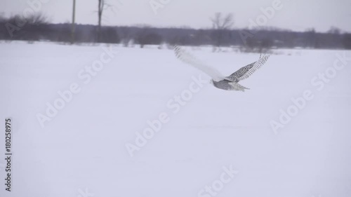 Snowy owl flying searching for something