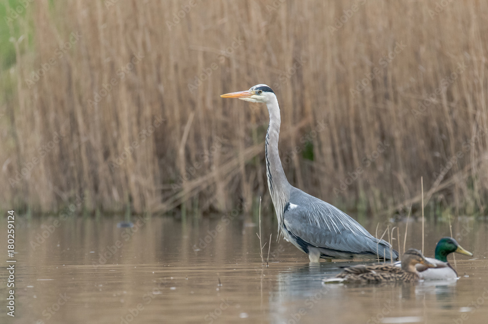 Fototapeta premium heron (Ardea cinerea)