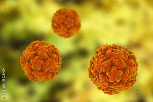 Photography Rhinoviruses are the predominant cause of the common cold
