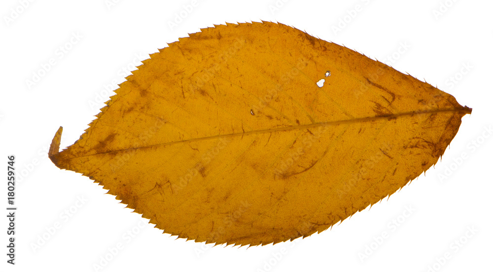 Naklejka premium Yellow sakura leaf isolated on white background