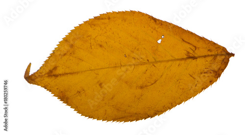 Yellow sakura leaf isolated on white background
