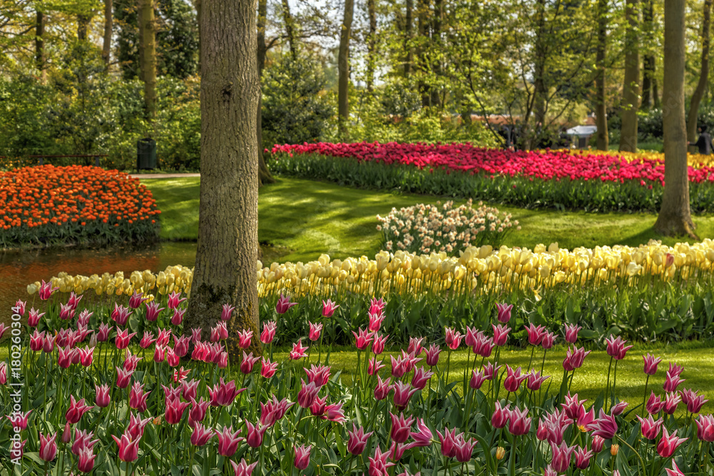 Blooming flowers in Keukenhof park