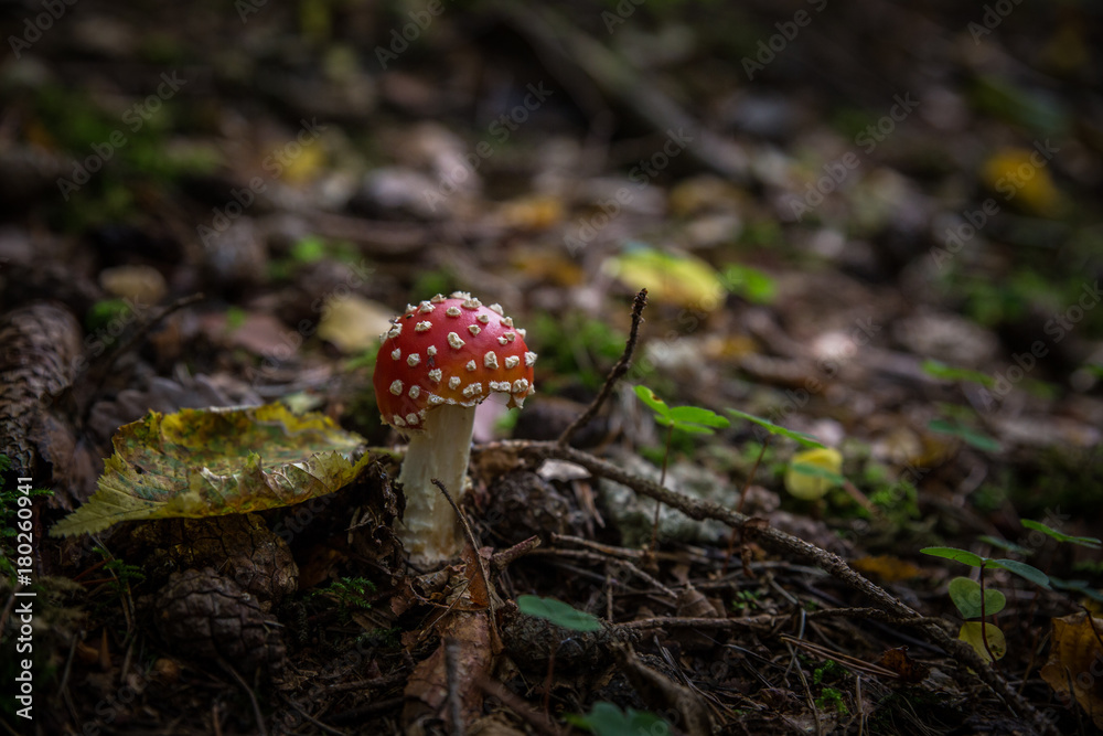 dark forrest mushroom dark forrest mushroom