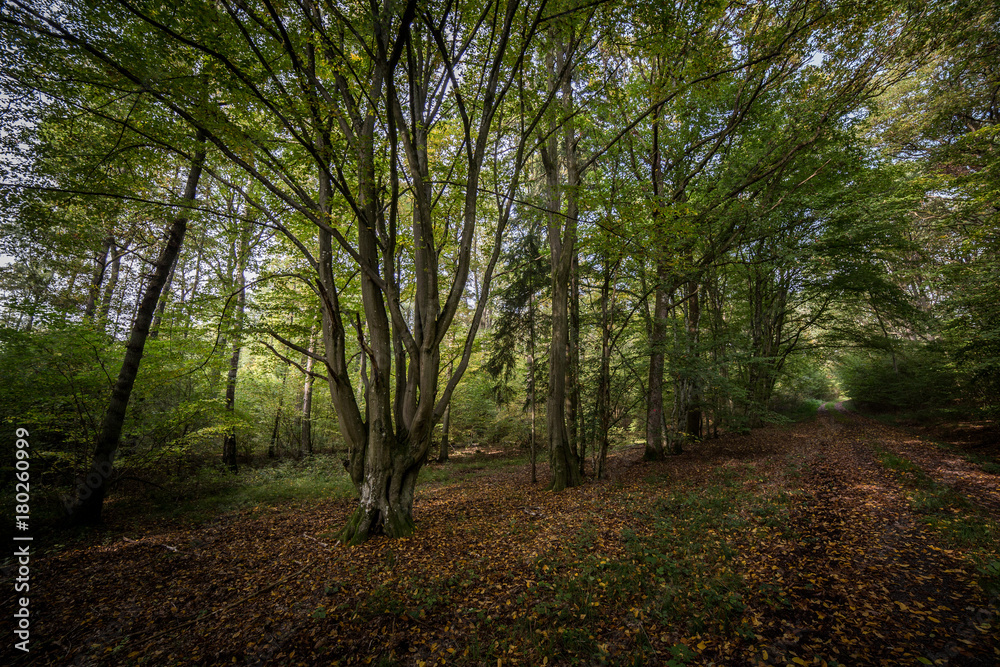 Naklejka premium old tree dark forrest
