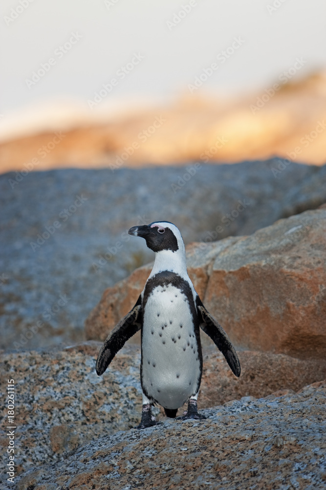 Obraz premium African penguin, spheniscus demersus, South Africa