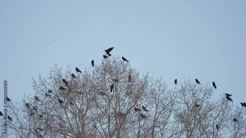 flock of raven birds sitting on autumn a tree dry branches of trees. crows birds flock flock of raven birds sitting on autumn a tree dry branches of trees. crows birds flock
