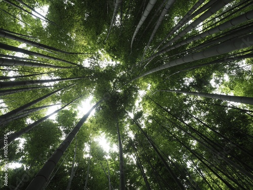 Bambus Himmel Wald Hintergrund