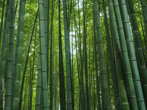 bamboo background forest garden green