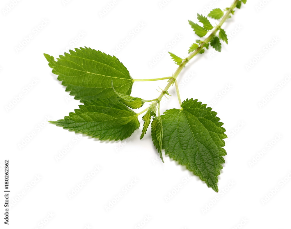 Fototapeta premium Liść pokrzywy, na białym tle