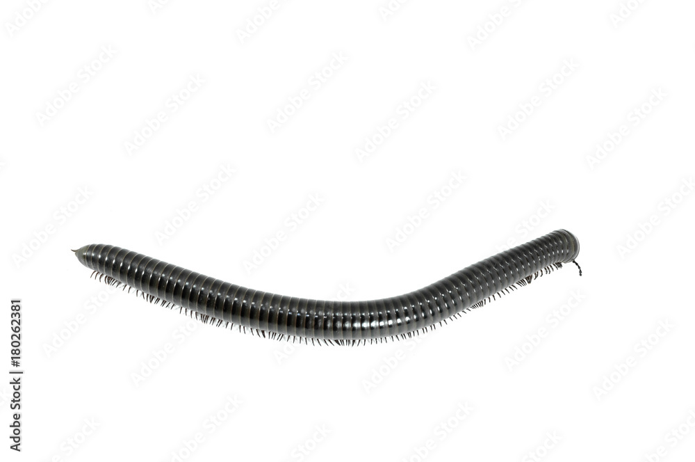 animal millipede on white background animal millipede on white background