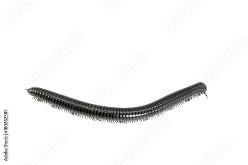 animal millipede on white background