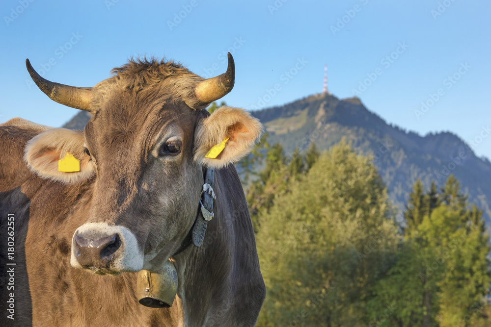 Kuh Gr nten Allg u Typisch Traumhaft Allg uerisch Original kuh-gr-nten-allg-u-typisch-traumhaft-allg-uerisch-original