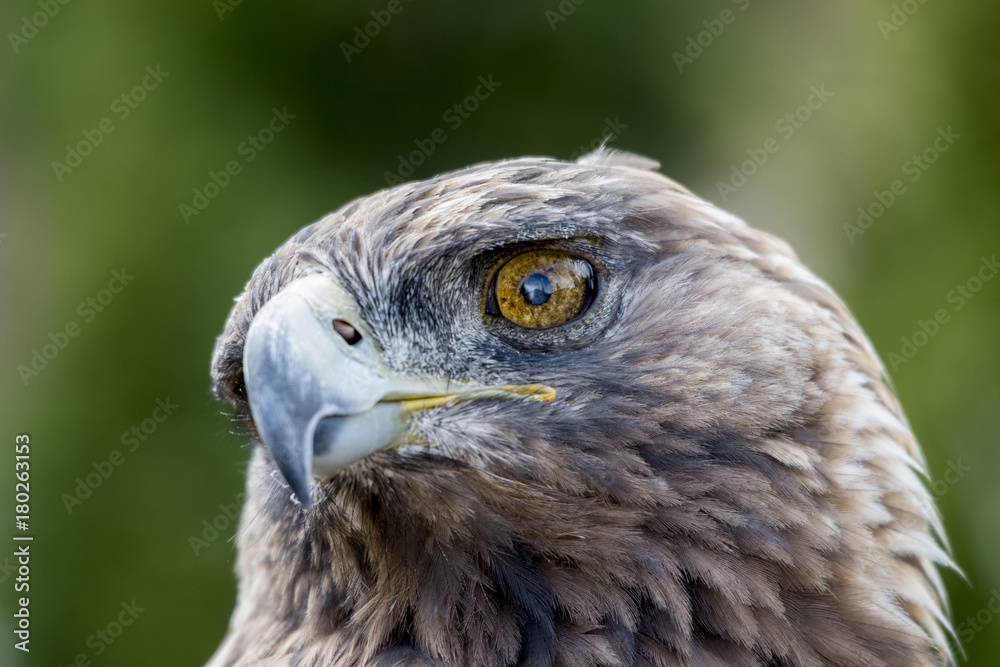 The Eagle The Eagle